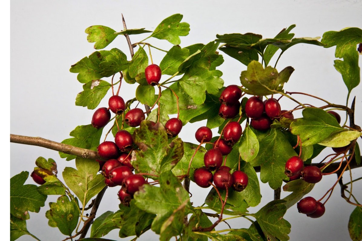 F&G Supplies 25 Hawthorn Hedging Plants 40-60cm,Wildlife Friendly 1-2ft Hawthorne Bare Root Hedge Plants, quickthorn, Whitethorn