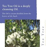 Absolute Aromas Tea Tree Essential Oil 10 ml Pure Undiluted view 2