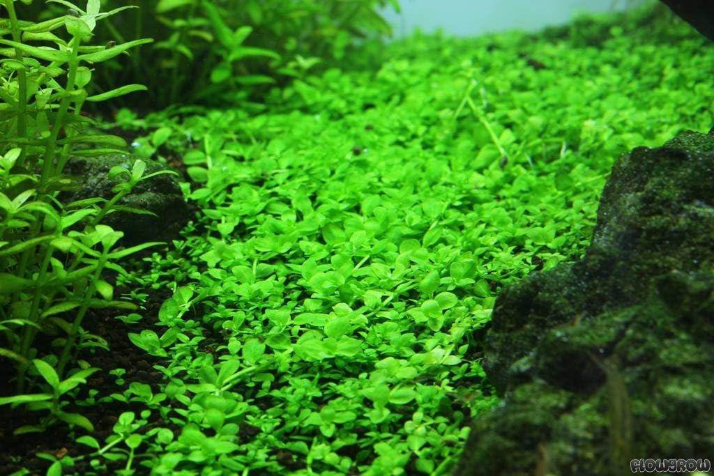monte carlo aquarium plant