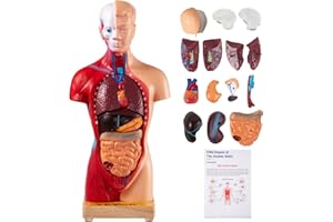 VEVOR Human Body Model 15 Parts 11 Inch Human Anatomy Model Medical Teaching Anatomical Skeleton Model with Removable Organs for Student Kids Adults, Display Base & Product Manual Included