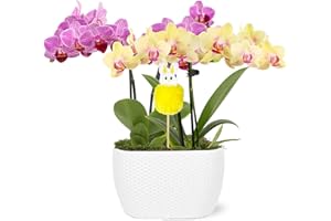 WILD INTERIORS Green Circle Growers Pink and Yellow Orchid Duo in 4" White Pot with a Bunny Pick, Live Indoor Plants, House Plant