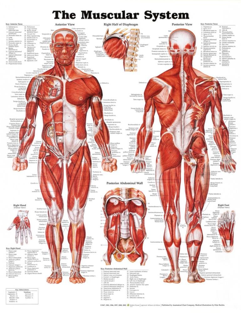Anatomical Chart Company The Muscular System Anatomical Chart