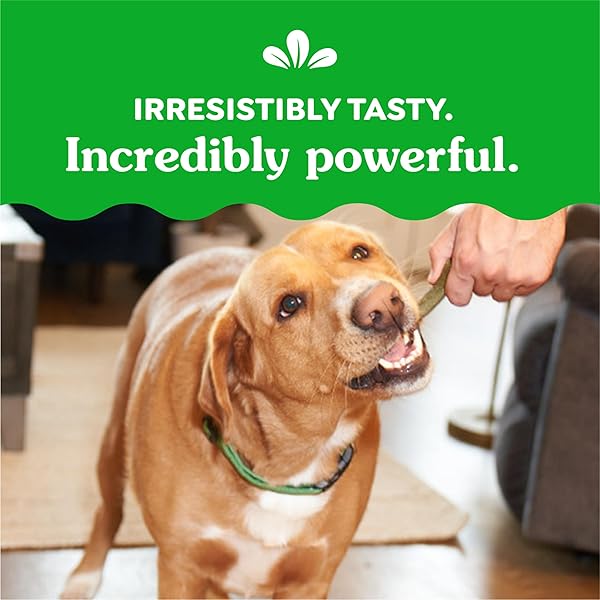 GREENIES VETERINARIAN-RECOMMENDED NATURAL DENTAL DOG TREATS, DENTAL CHEWS FOR DOGS, REGULAR SIZE, FRESH FLAVOR, 12 OZ. PACK, 12 COUNT