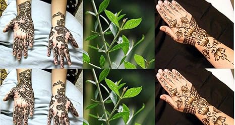 Henna Plant 100 Seeds Lawsonia Inermis Tattoo Hair Dye Plant
