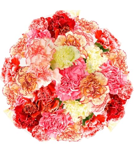 Amazon.com : FlowerPrime 100 BiColor Carnations - Fresh Natural