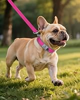 Joytale Reflective Dog Collar Medium Neoprene Padded Heavy Buckle Hotpink view 7