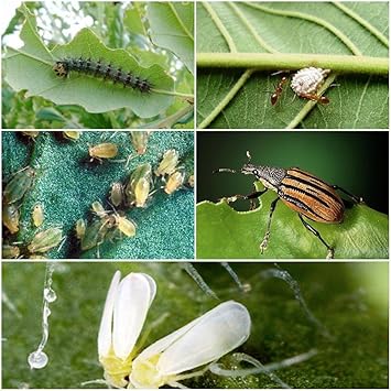 money saving All in one Insect and PEST Killer Liquid Advanced Formula for Plant Protection -250 ml