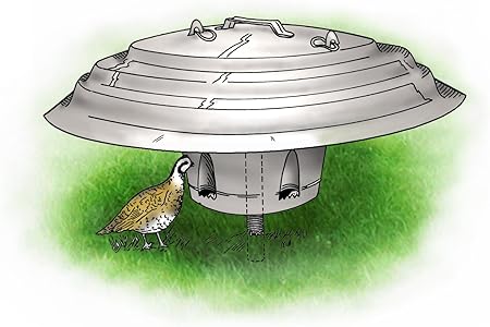Amazon Com Wild Bird Large Capacity Range Feeder Quail