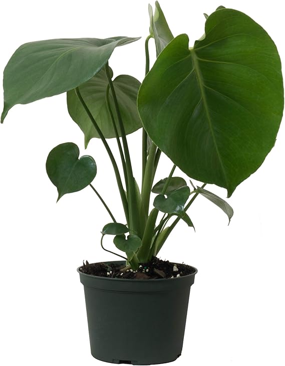 United Nursery Monstera Deliciosa Plant Live