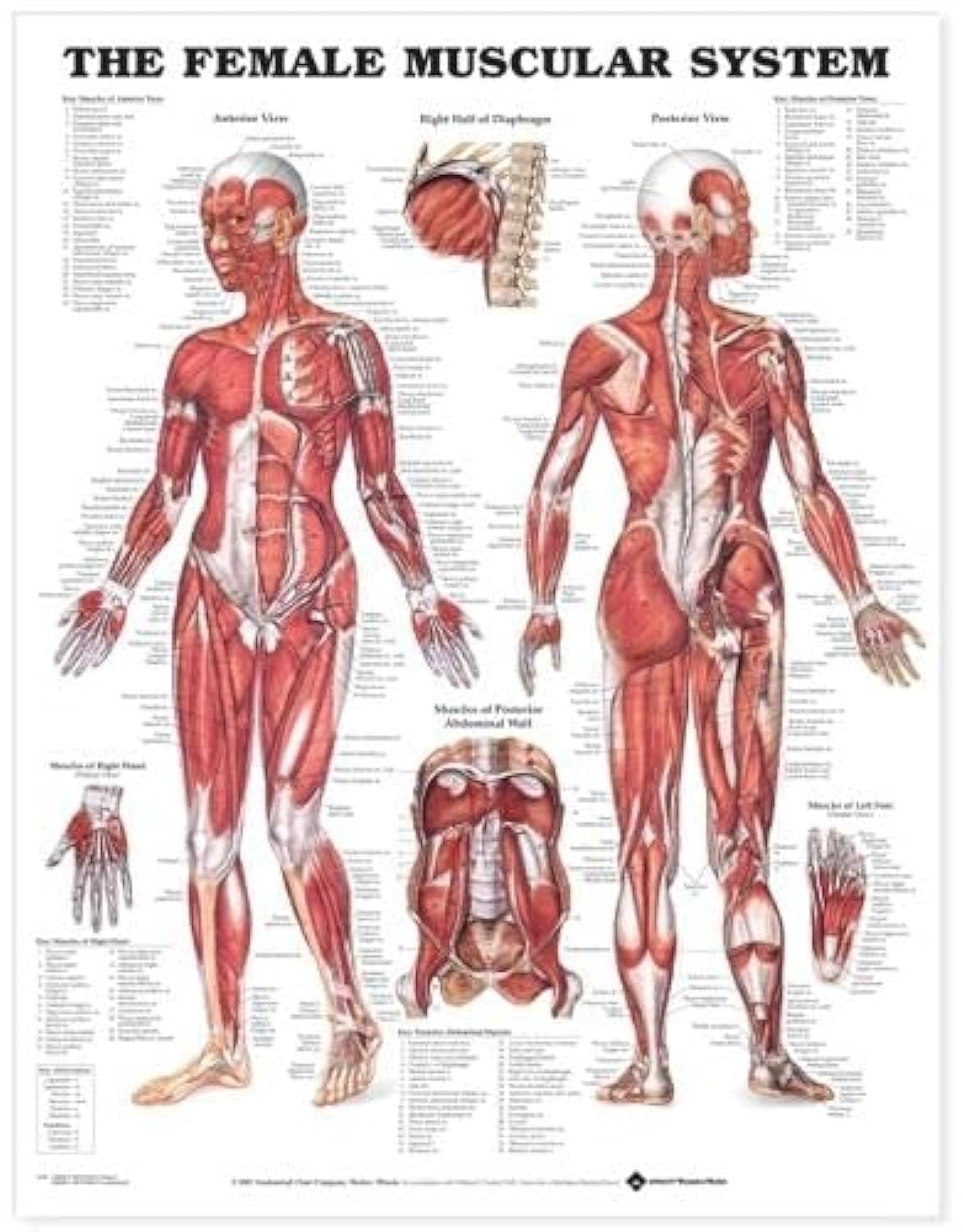 The Female Muscular System [Laminated]