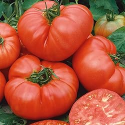 Eden Brothers Tomato Seeds - Ponderosa Pink Non-GMO