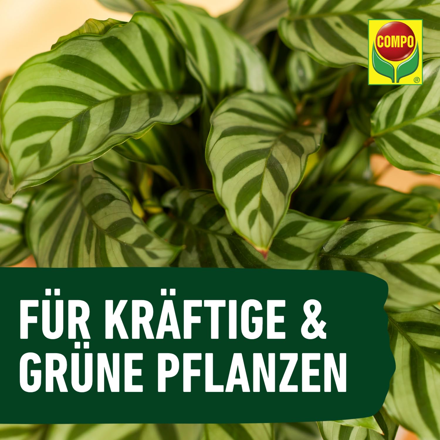 COMPO Grünpflanzendünger und Palmendünger – Spezial-Flüssigdünger für alle Zimmer-, Balkon- und Terrassenpflanzen – 1 Liter 8