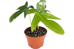 Philodendron Pedatum - 4" from California Tropicals