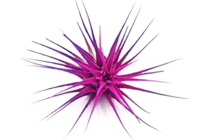 Dyed Tillandsia Ionantha Guatemala Enhanced Colored Colorful Air Plant Live Easy Care Indoor Outdoor Home Decor Gift Airplant by Awesome Industries Live Arrival Guaranteed (Moonbeam)