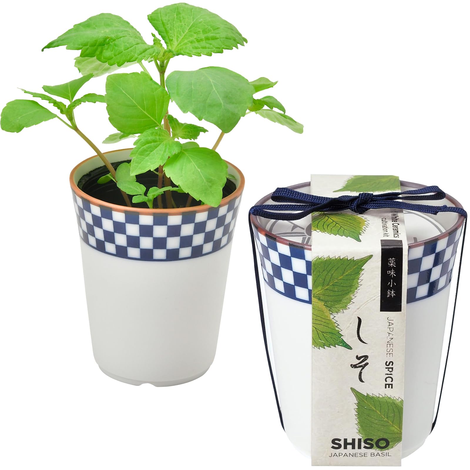 聖新陶芸 通年 家庭菜園 簡単 栽培キット ゆったり育てる シソ 大葉 ハーブ 野菜 栽培セット (自由研究/食育) 鉢の径7cm 染付小紋 柄ランダム 薬味小鉢 母の日 プレゼント 誕生日 GD-75801商品画像