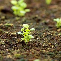 Seed Needs, Cascade Mixture Lobelia Seeds - 5,000