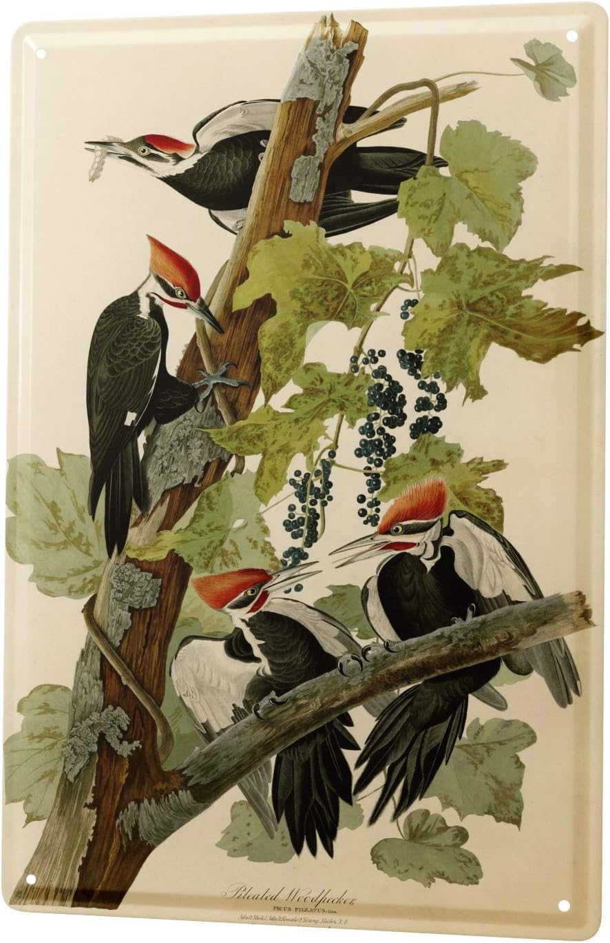 LEotiE SINCE 2004 Tin Sign Metal Plate Decorative Sign Home Decor Plaques 30 x 40 cm Bird Pileated Woodpecker