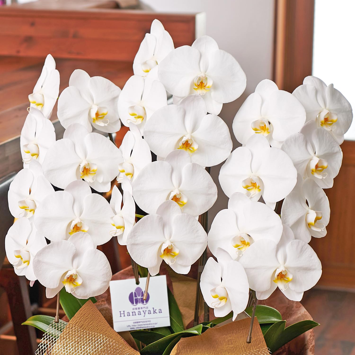 胡蝶蘭専門店はなやか 胡蝶蘭 白大輪 3本立ち 24輪以上商品画像