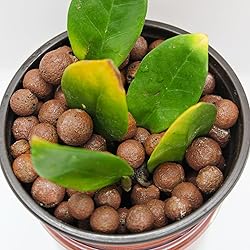 Halatool 2 LB Natural Expanded Clay Pebbles for