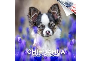 MEGACALENDARS 2024 2025 Chihuahua Calendar - Dog Breed Monthly Wall Calendar - 12 x 24 Open - Thick No-Bleed Paper - Giftable - Academic Teacher's Planner Calendar Organizing & Planning - Made in USA