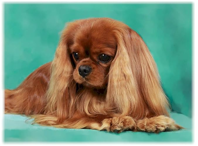 Amazon.com: Cavalier King Charles Spaniel Ruby Note Cards: Handmade