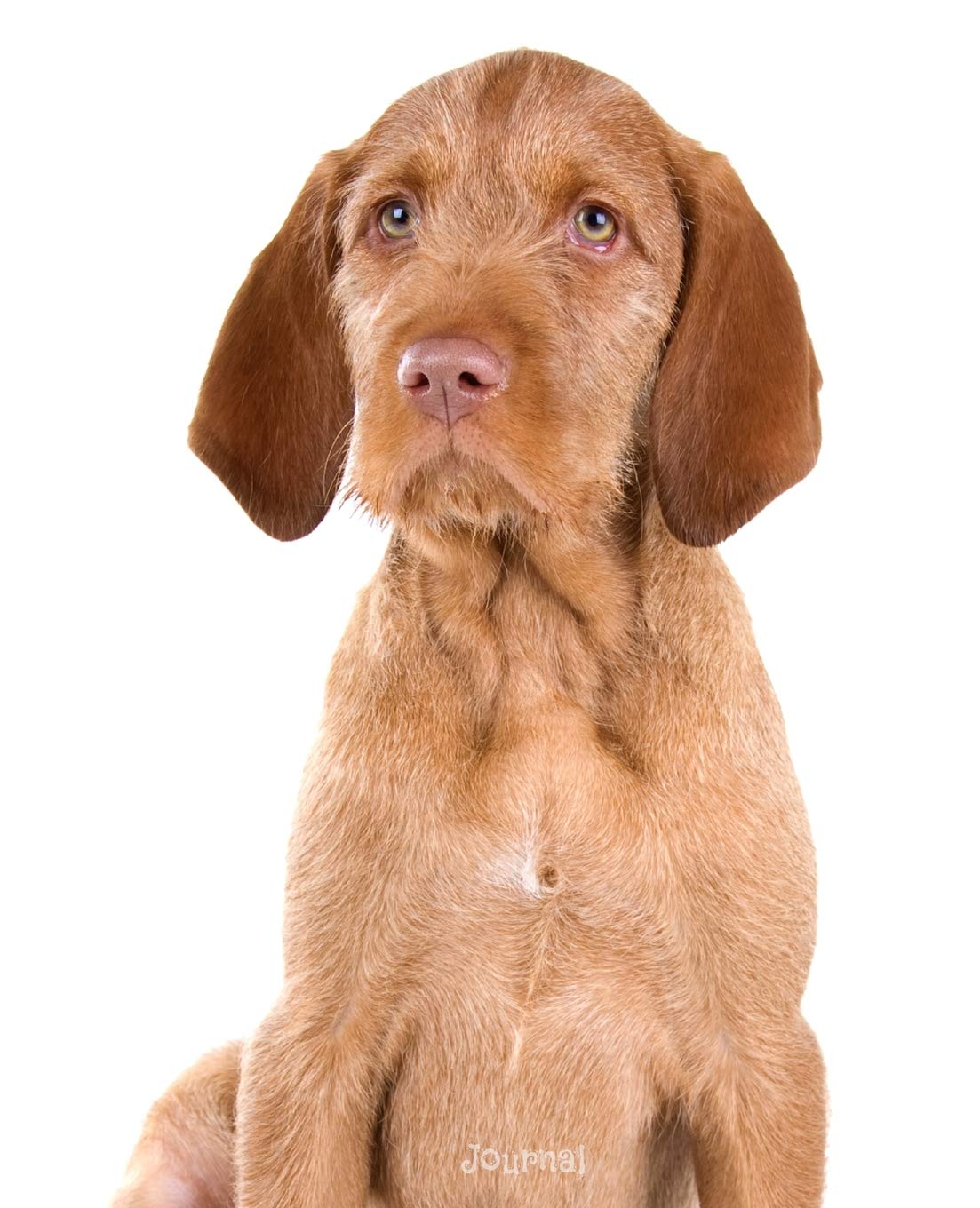 Journal Wire Haired Vizsla Puppy Notebook Dreamflight