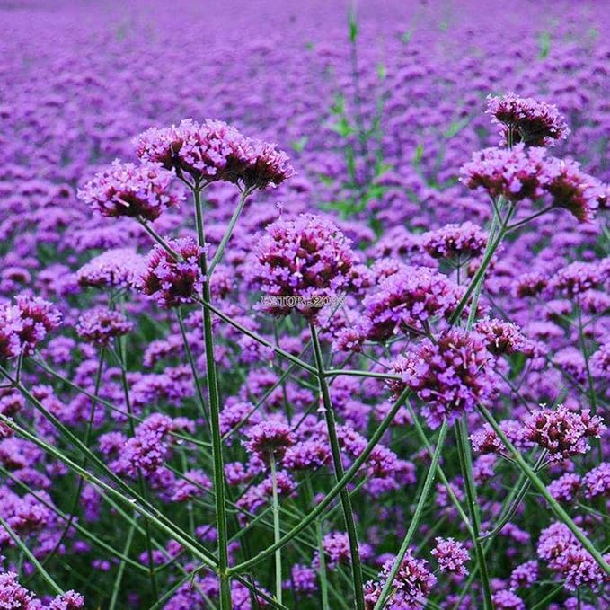 Autres 500 Pcs Fleur Verveine Semences Verveine Bonariensis Plantes Jardin Terrasse