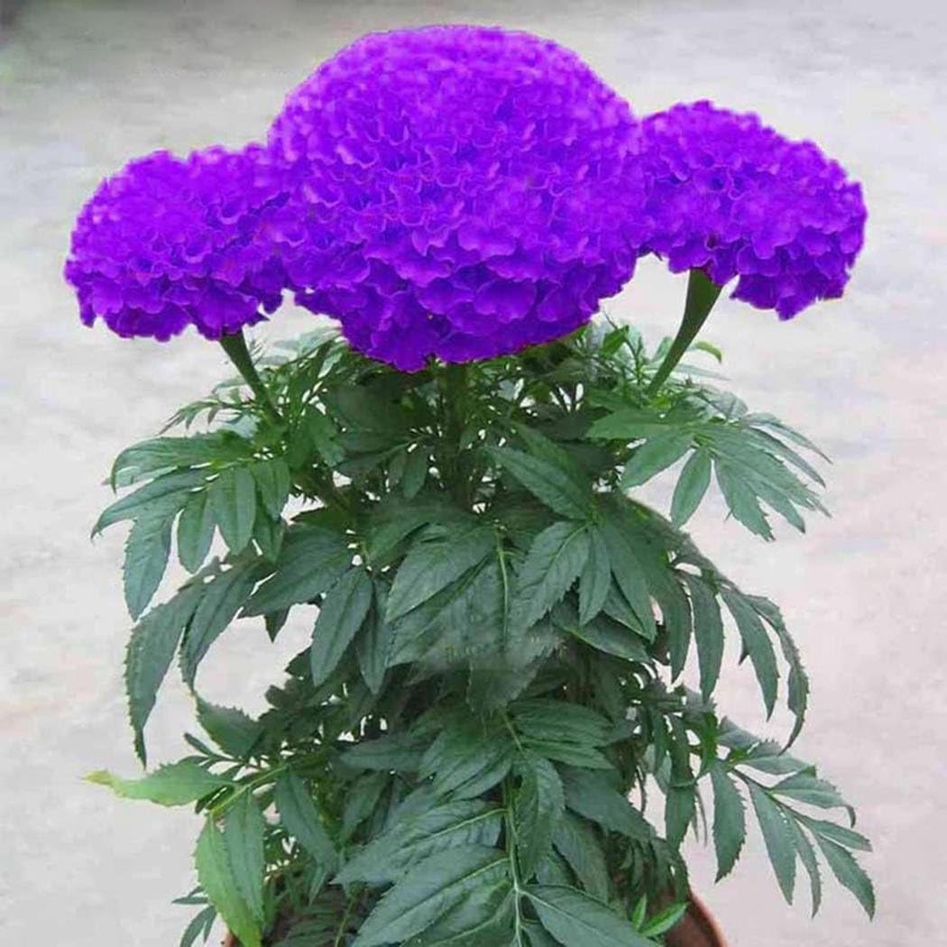 HOTUEEN 100Pcs Purple Marigold Seeds Non-GMO Ornamental Plants Yard Office Decoration, Open Pollinated Seeds