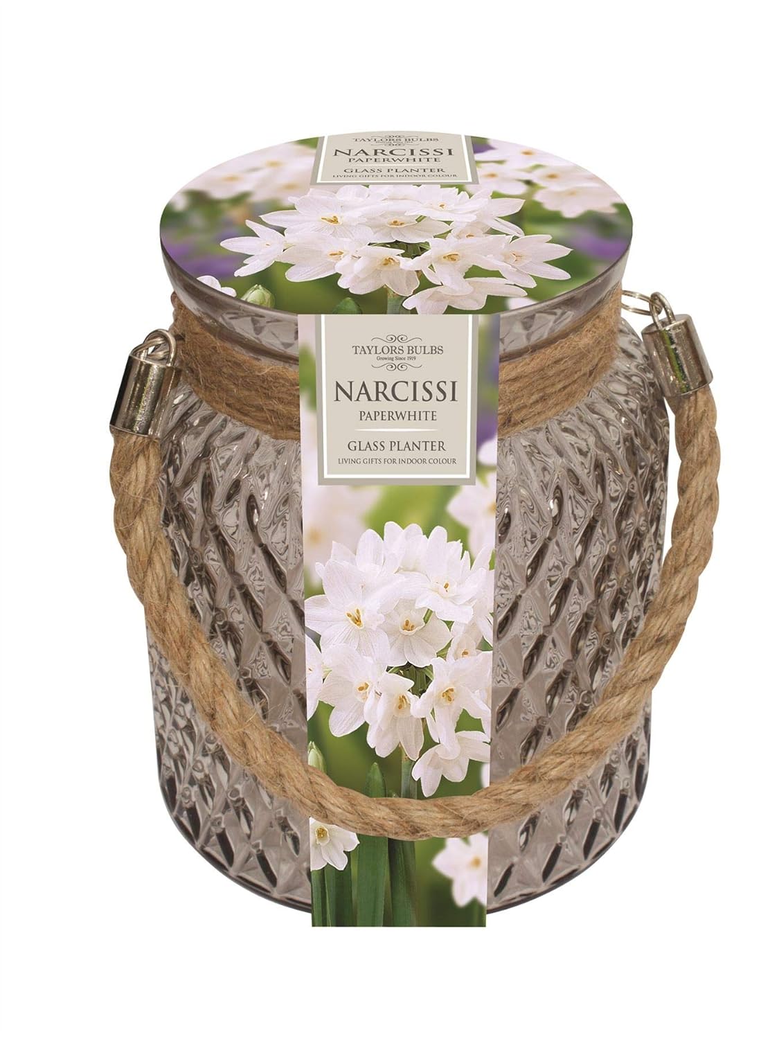 Indoor Paperwhite Glass Narcissi Planter Gift Set Amazon Co Uk