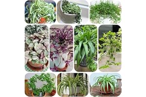 Spider Plant Seeds, Easy-to-Care Indoor Plants, Living Room Decoration, Exotic, Potted Balcony Greenhouse, Outdoor, Gifts for