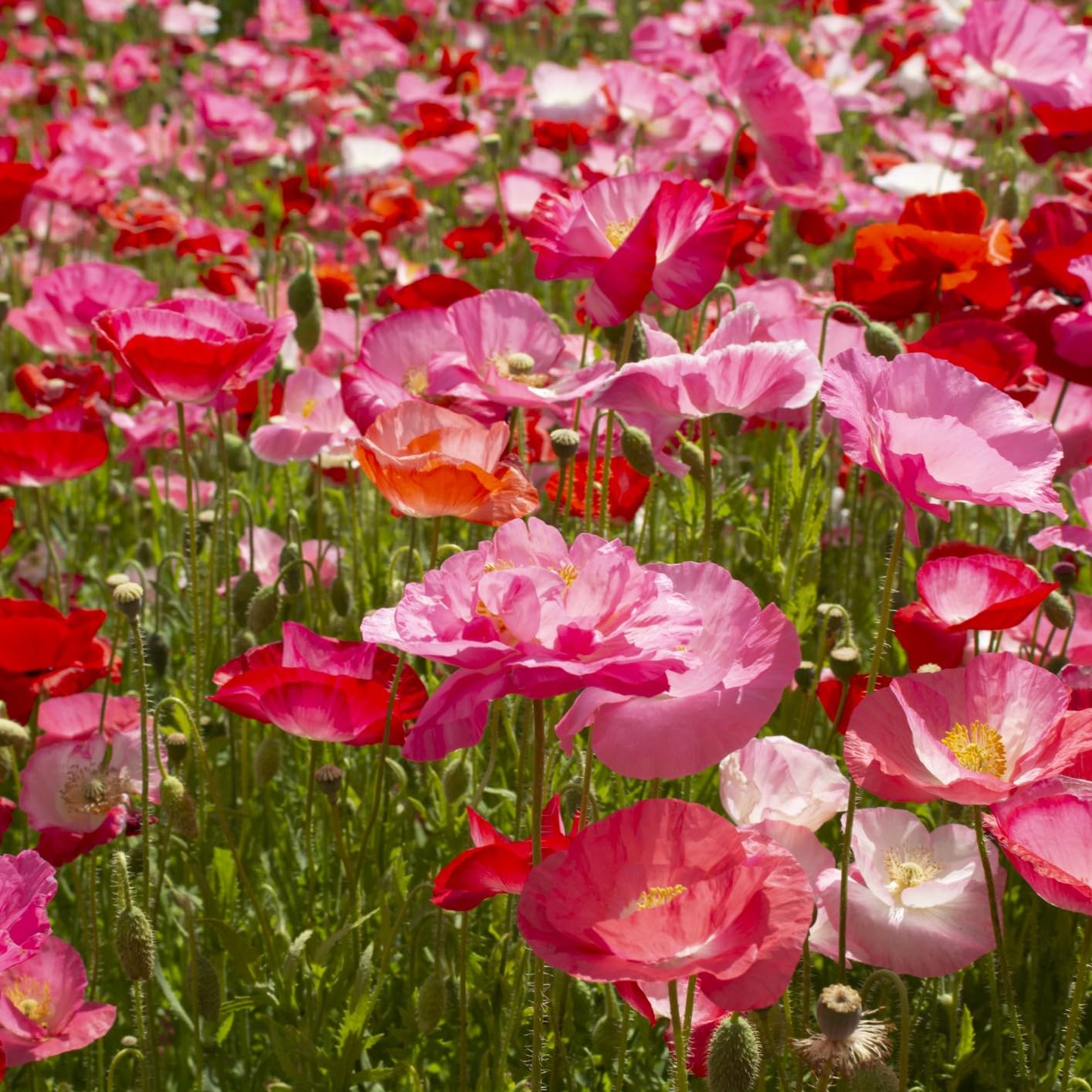 PREMIER SEEDS DIRECT - Corn - Field Poppy Mixed - 2 Grams