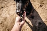 Fish4Dogs Sea Jerky Tiddlers Low Calorie Puppy Treat 575g view 4