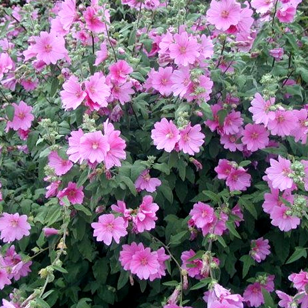 3 X LAVATERA 'ROSEA' TREE MALLOW SEMIEVERGREEN SHRUB HARDY PLANT IN