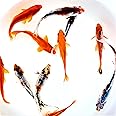 Toledo Goldfish Live Shubunkin and Comet Goldfish Combo, Live Fish with a Variety of Colors and Patterns - Perfect for Ponds, Tanks, and Aquariums - 3-4 Inches 12 Total Count