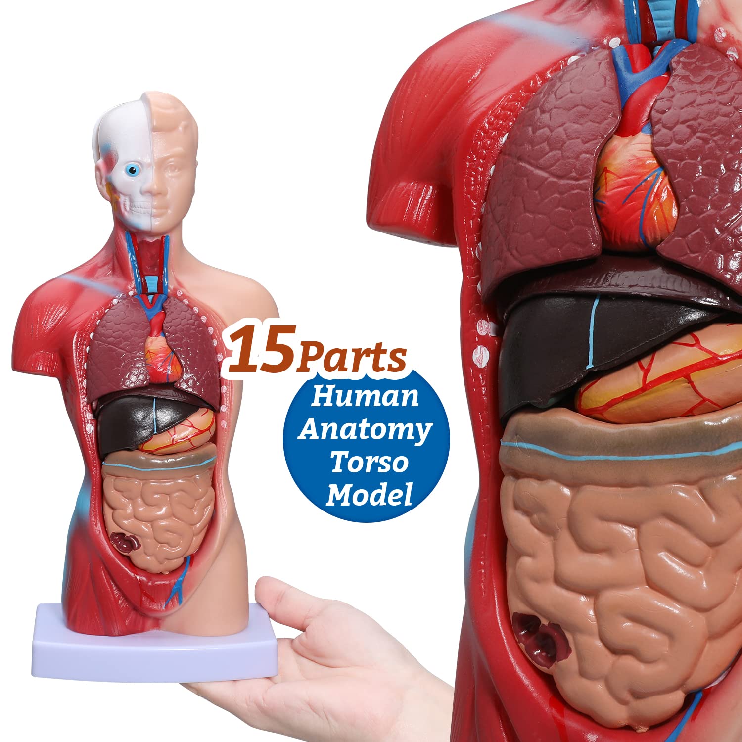 Mua faruijie Human Anatomy Torso Model 10.5 Inch Anatomical Assembly ...