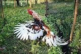 A.D.P. R4 Chicken Leg Spur Protectors Red Blue 2 Pairs Rooster Gamefowl view 7