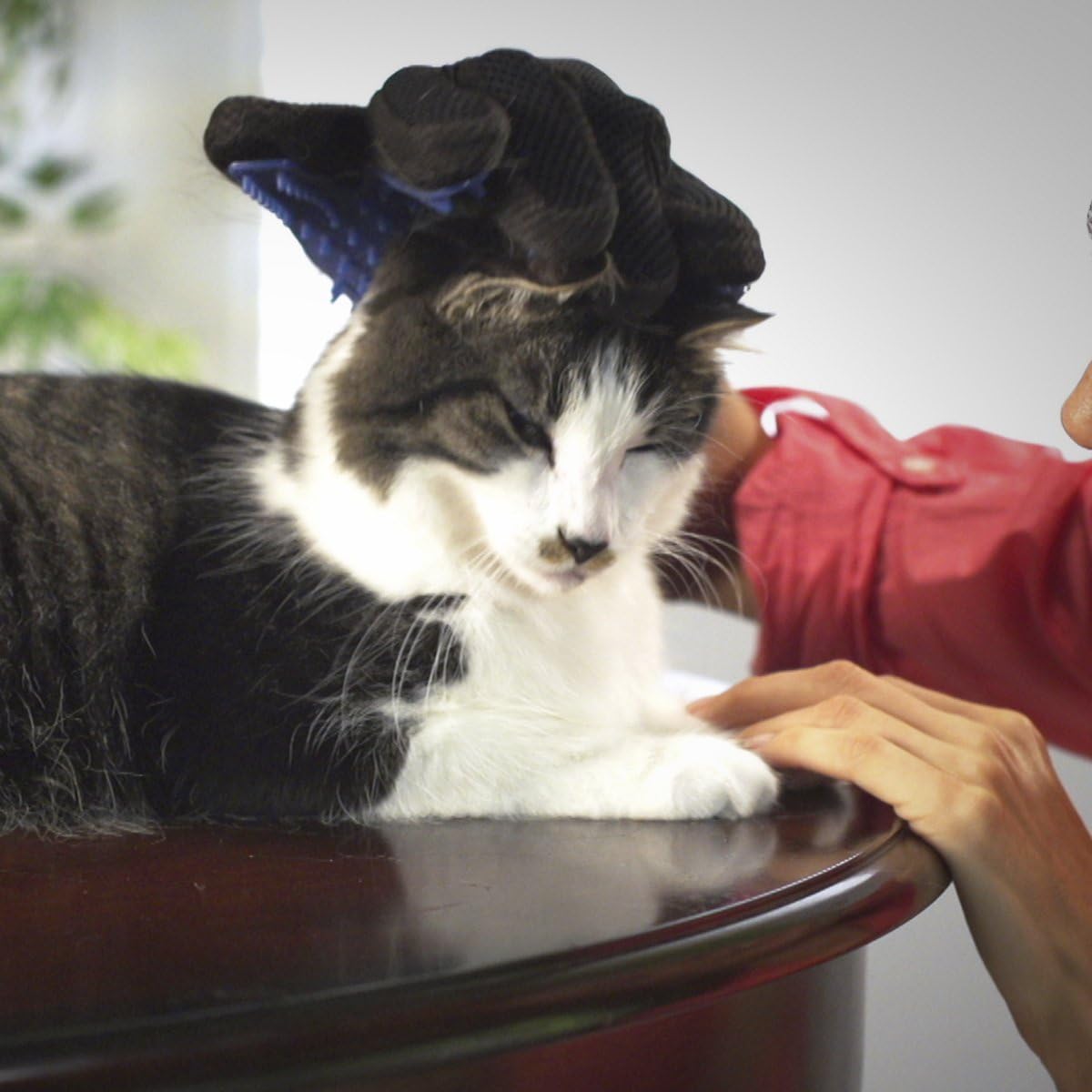 jml dog grooming glove