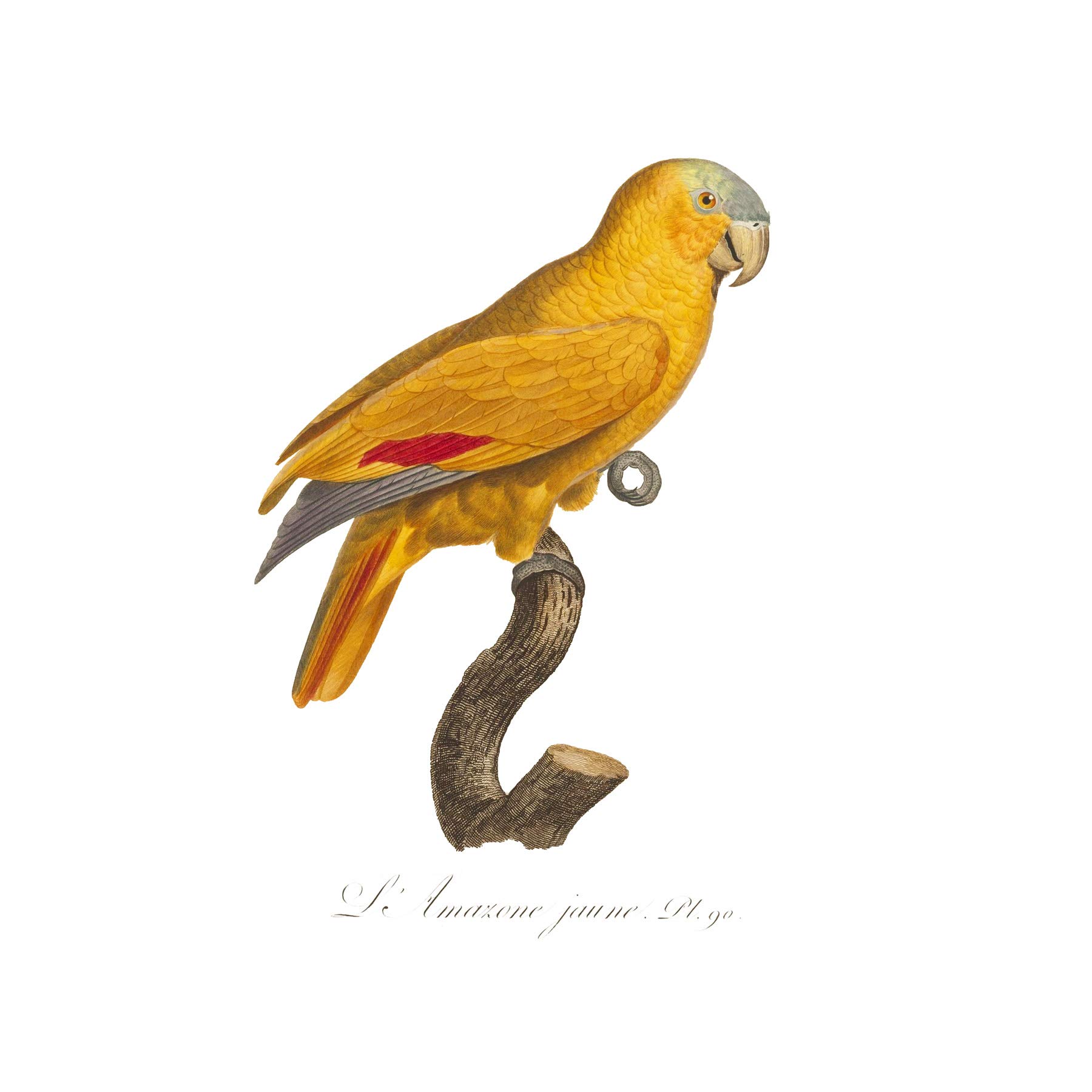 Yellow Amazon Bird Large Wall Art Print Canvas Premium Poster