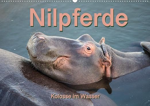 Nilpferde Kolosse Im Wasser Wandkalender 2021 Din A2 Quer Amazon De Und Andrea Styppa Robert Bucher
