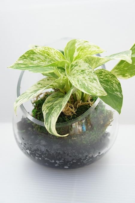 Amazon 土を使っていないので衛生的 マイナスイオン 脱臭効果も期待できる炭入り ハイドロカルチャー 観葉植物 卵型 苔玉のせ 観葉植物 オンライン通販