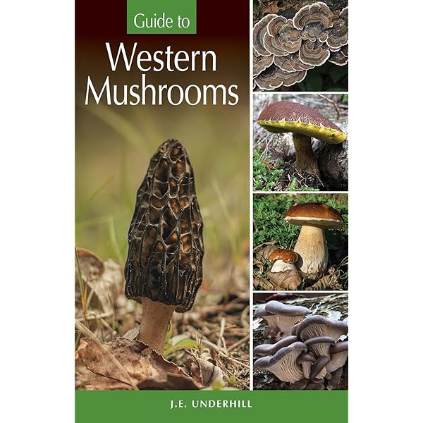 Guide to Mushrooms and Toadstools of Britain and Europe: Kibby