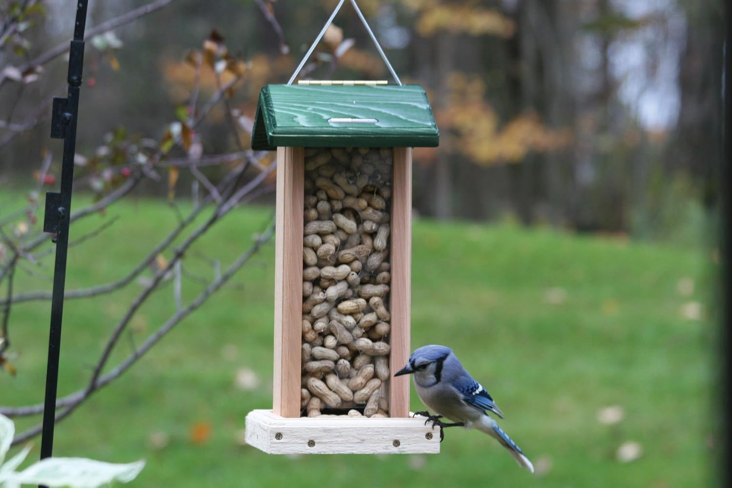 Birds Choice Whole Peanut Blue Jay Feeder With Green Roof Amazon