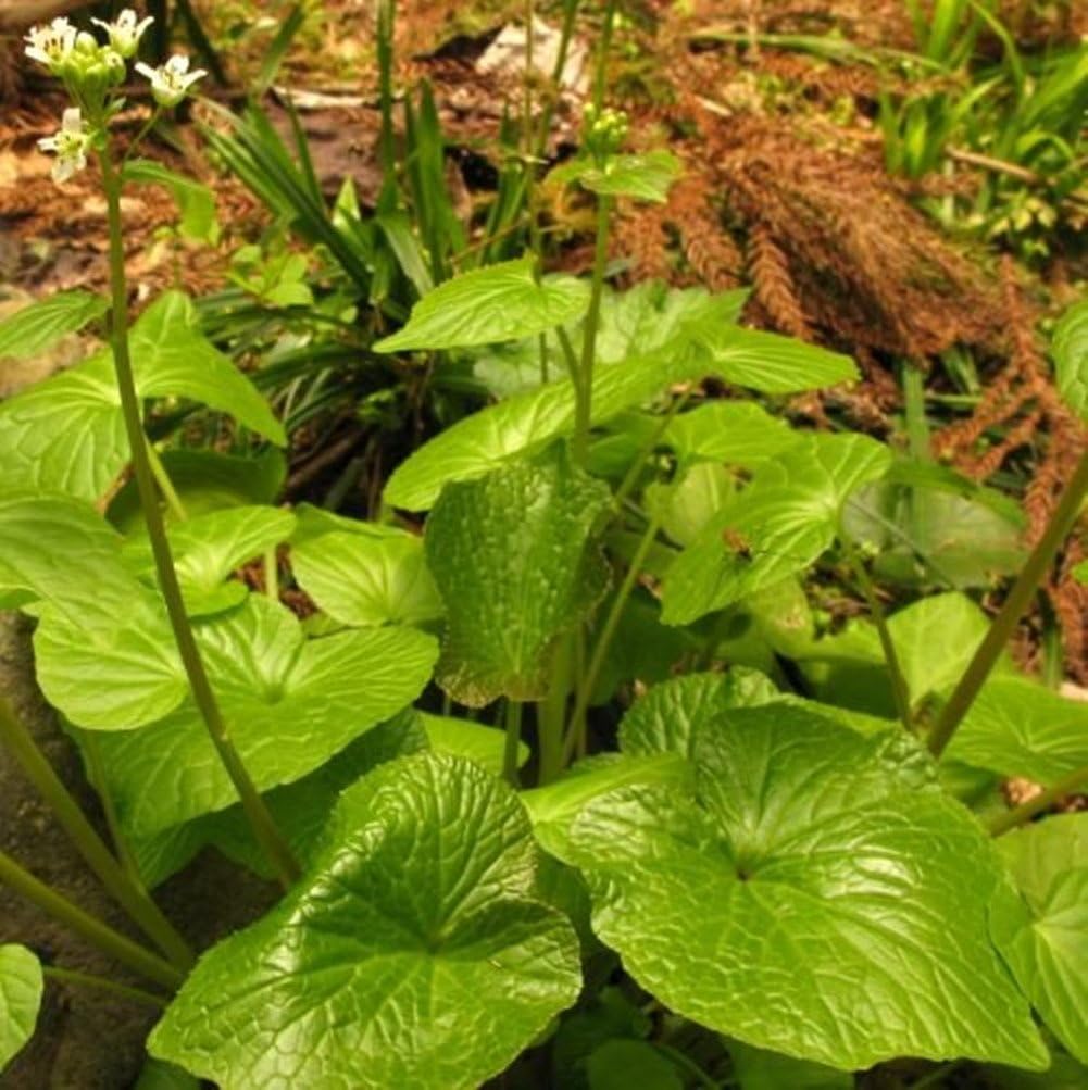 Wasabi Seeds 50 Seeds Amazon.co.uk Garden & Outdoors