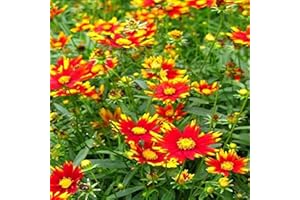 GREEN PROMISE FARMS Coreopsis BIG BANG 'Sun Splash' (Tickseed) Perennial, red/yellow, #1 - Size Container