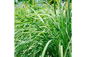 Dichmag 1000+ Lemon Grass Seed for Planting - Non-GMO Heirloom Packet with Instructions for Planting and Growing an Herb Garden - Indoor or Outdoors, green