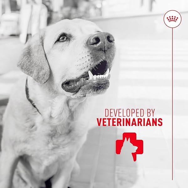 ROYAL CANIN DIGESTIVE DOG SUPPLEMENT SOFT CHEWS FOR ADULT DOGS, 60 COUNT