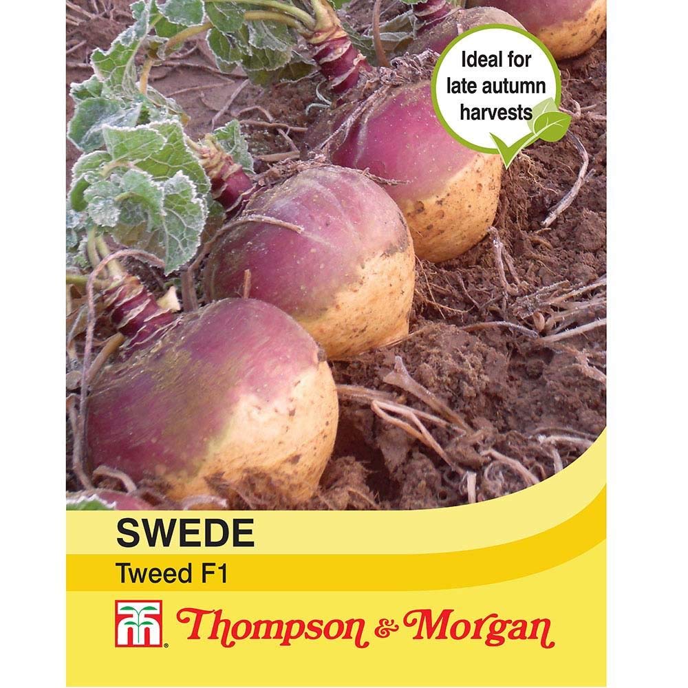 Thompson & Morgan - Vegetables - Swede Tweed - 200 Seed