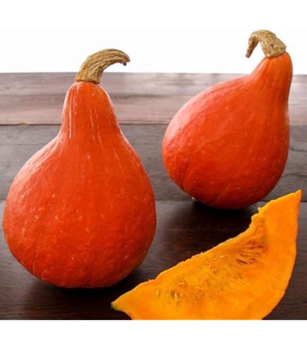 kuri Amazon.com : Japanese Red Kuri Squash Seeds 4 Oz ~500 Seeds