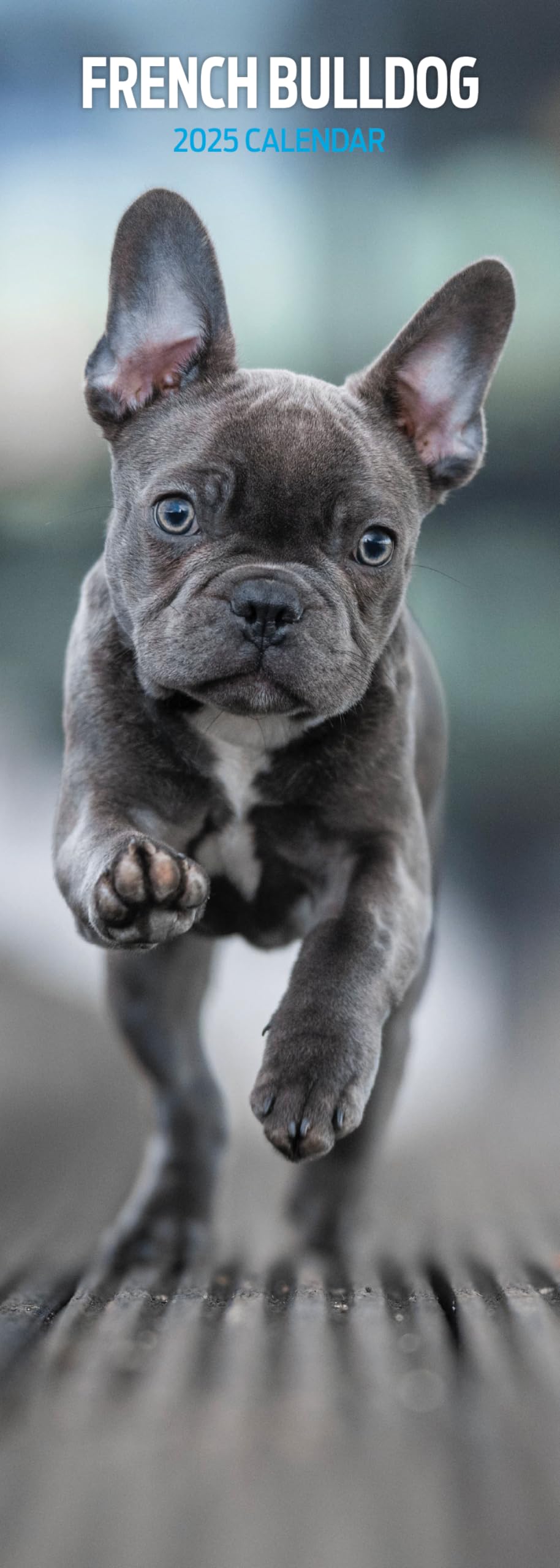 French Bulldog 2025 Slim Calendar