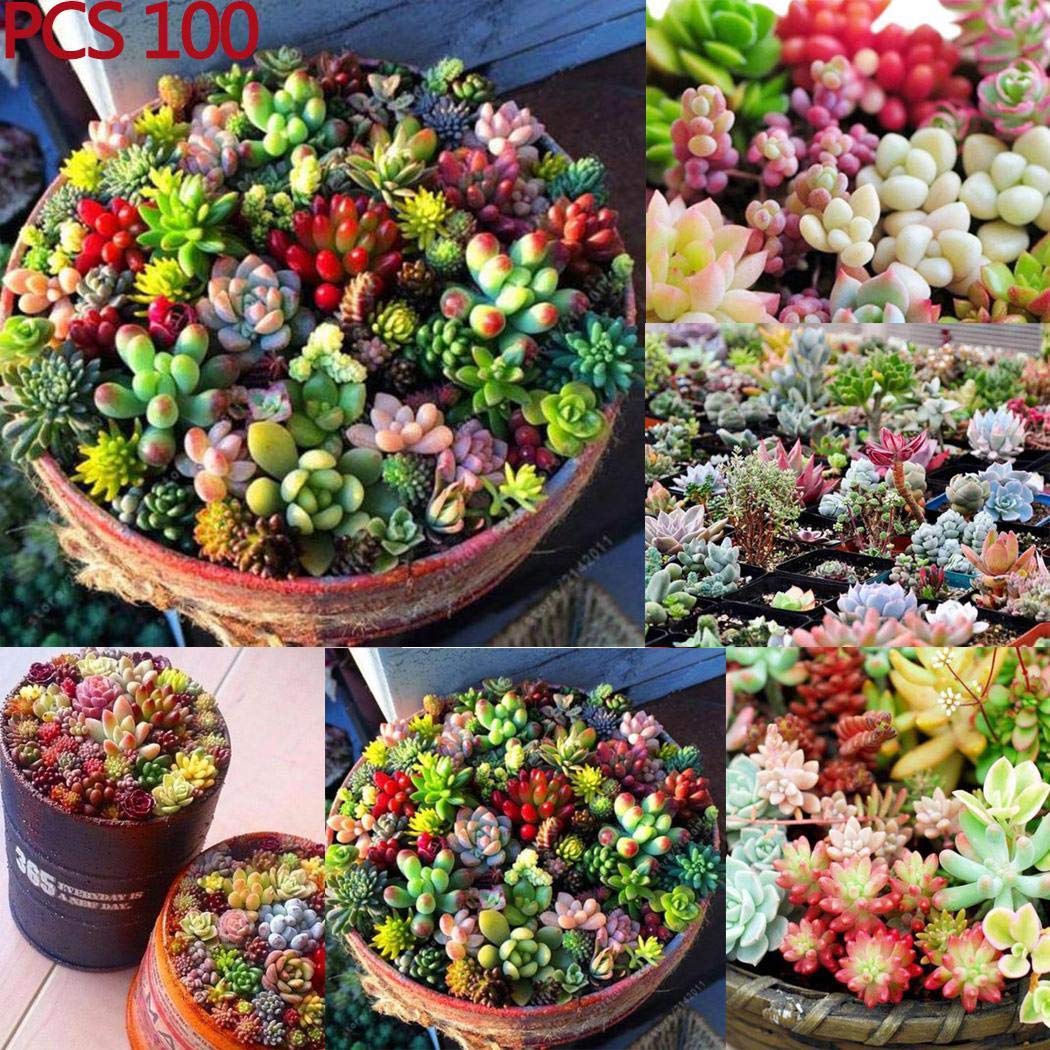 MelysUS 100 Pcs Mixed Succulent Anti-Radiation Fleshy Seeds Potted Flower Cacti & Succulents